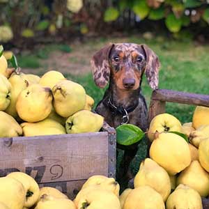 Frutas seguras e proibidas para pets